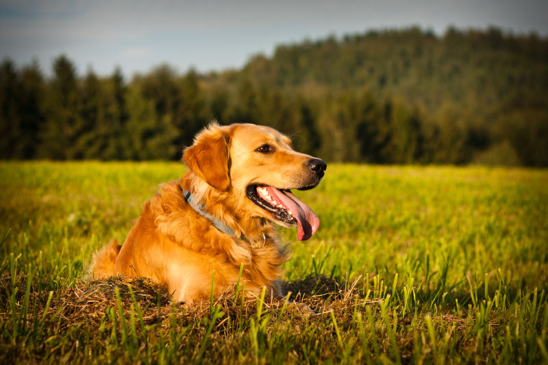 Your Guide To Golden Retriever Allergies