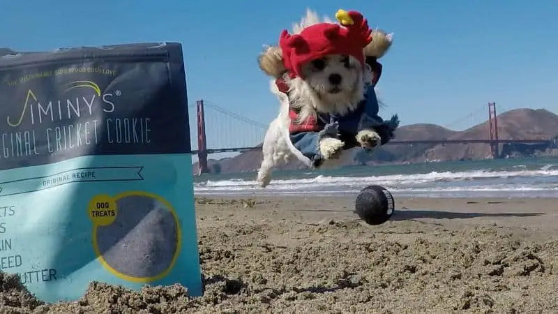 Halloween Safety Tips For Dogs