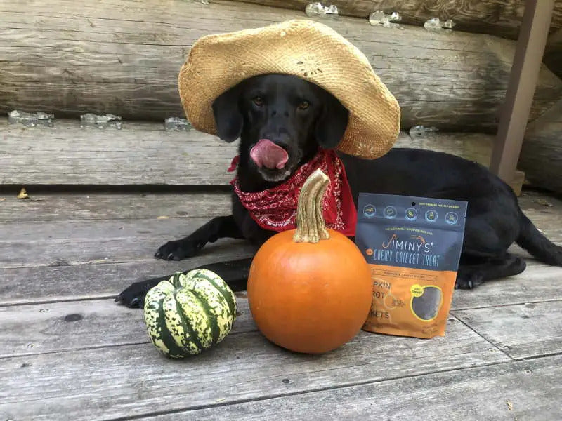 Pumpkin Treats for Dogs