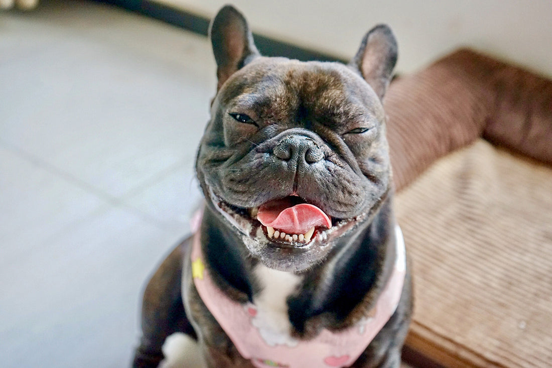 A Complete Guide to French Bulldog Allergies