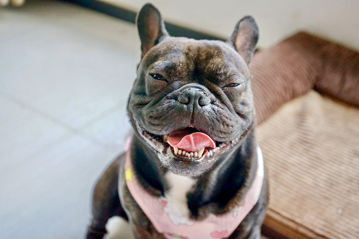hypoallergenic dog food for french bulldogs
