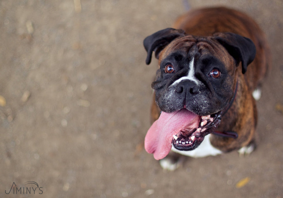 Tired of Stinky Dog Breath? It Might Be Time For a Food Change.