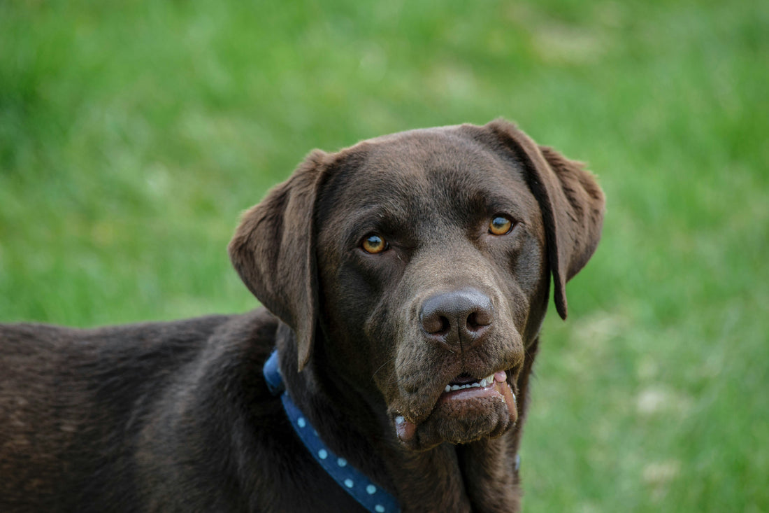 Could a Dog Food Help with Seizures? One Customer’s Incredible Story.