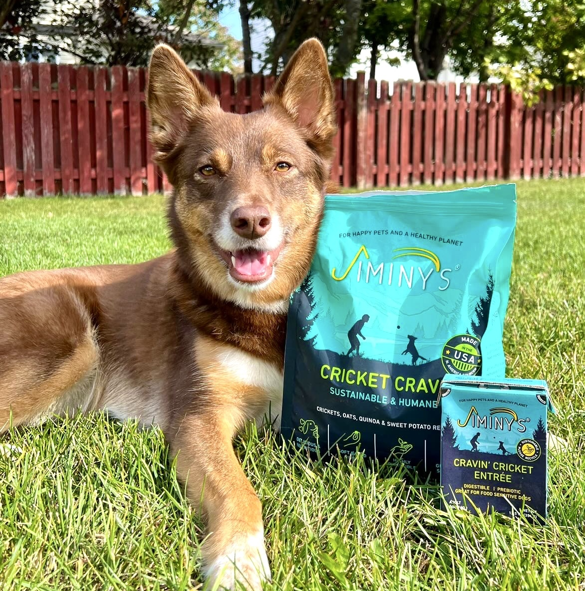 What food is good for dogs skin and coat?