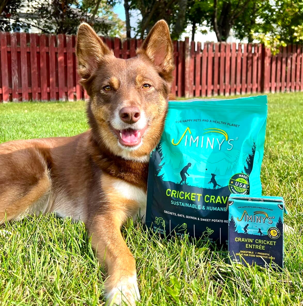 What food is good for dogs skin and coat?