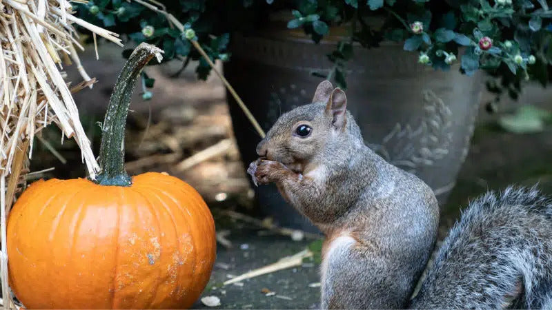 Eco-Friendly Halloween Tips