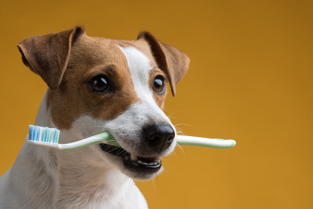 DENTAL HEALTH FOR DOGS PART 1