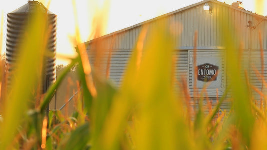 Insect Protein Farming Facility at Sunset