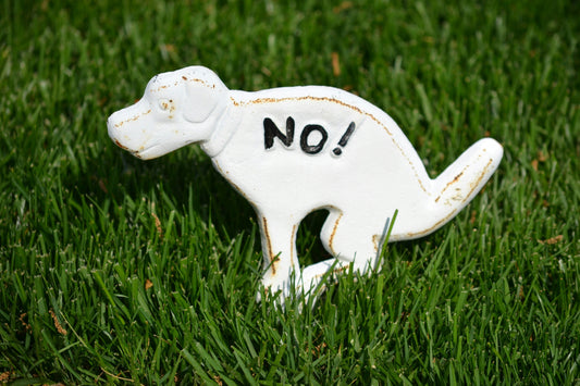Healthy Dog Poop Guide: What Stool Says About Your Dog