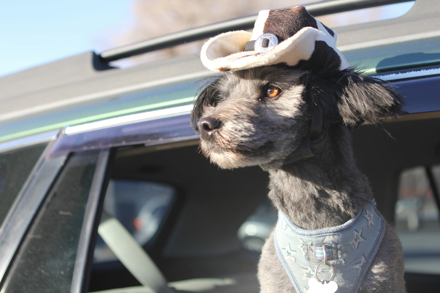 Canine Country: 20+ Paw-some Pup-Friendly Destinations Across Texas