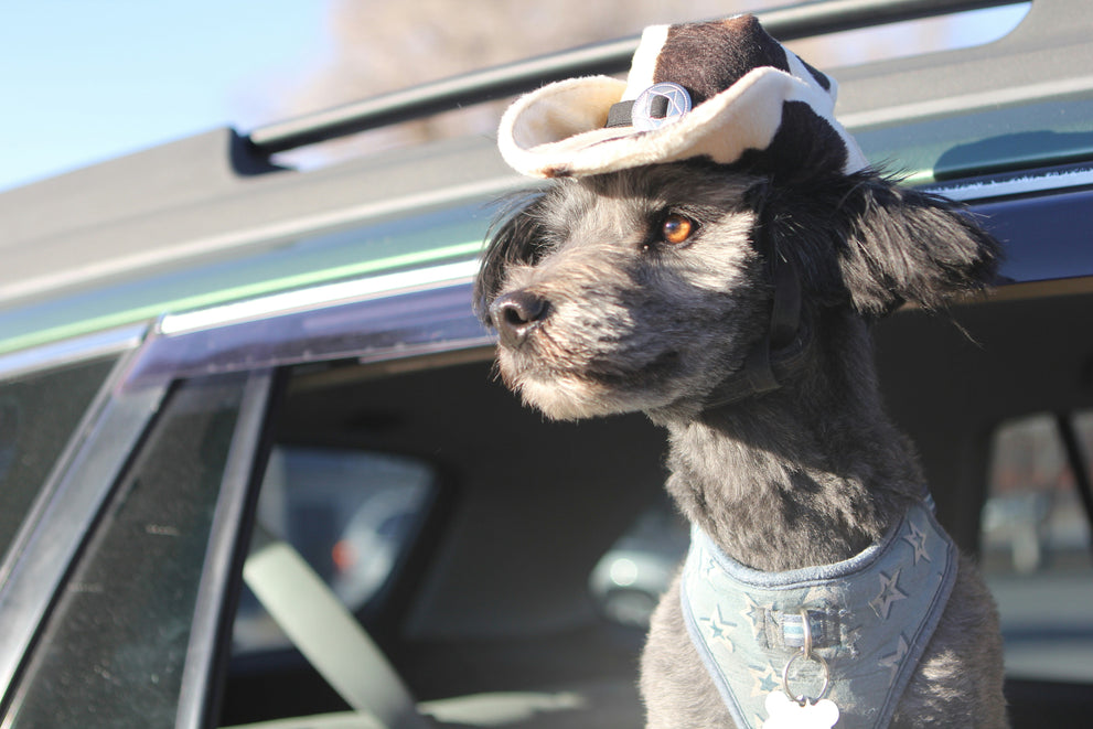 Canine Country: 20+ Paw-some Pup-Friendly Destinations Across Texas