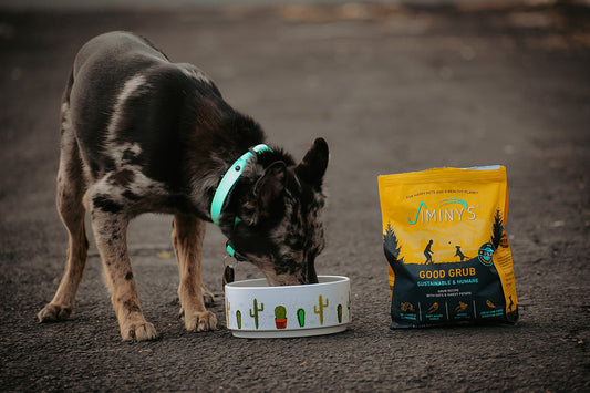 Dog Food for Sensitive Stomachs