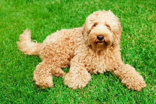 Guide to Labradoodles | Jiminys Dog Food