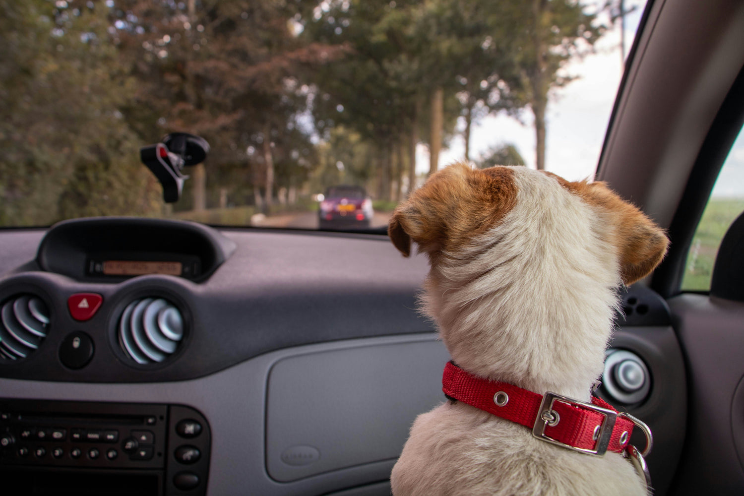 Road Tripping with Small Dogs: Complete Travel Guide for Tiny Breed Adventures