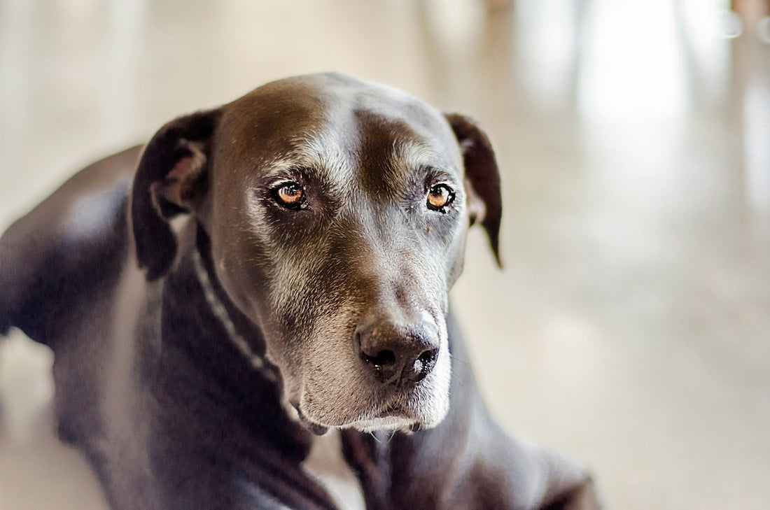 Older dog, senior dog