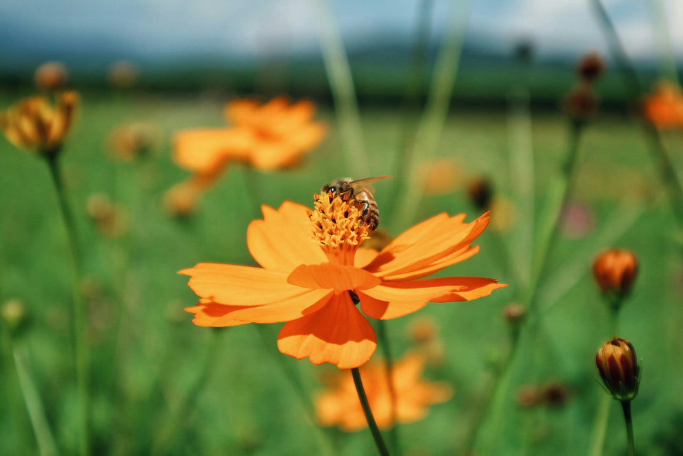 Are insect declines a concern — and is Jiminy’s part of the problem?