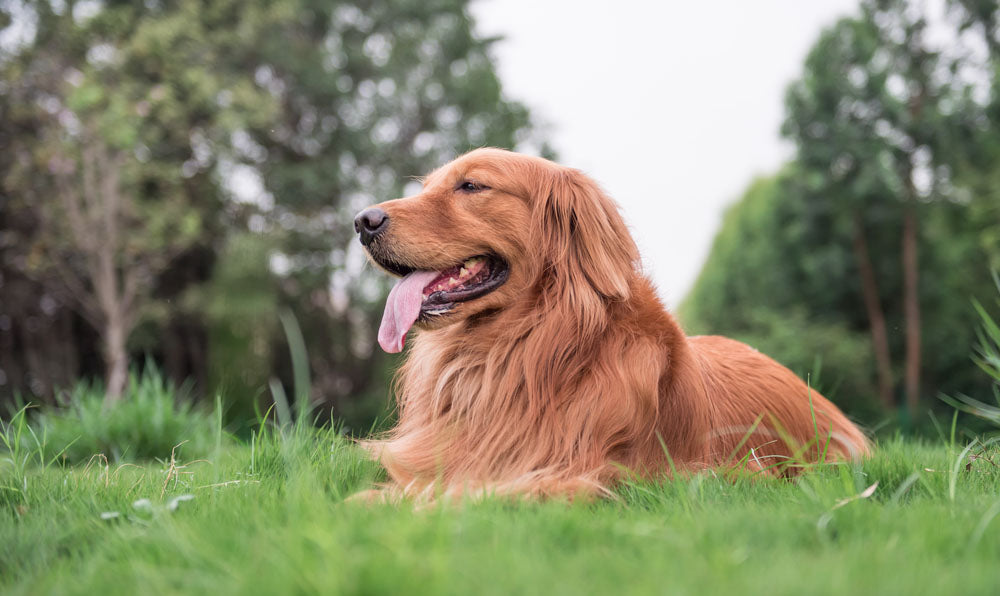 Ways to Help Your Aging Dog with Mobility Issues