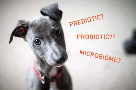 Understanding Prebiotics and Probiotics for Dogs