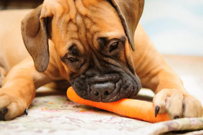 Why Your Dog Needs Fruits & Vegetables In Their Diet