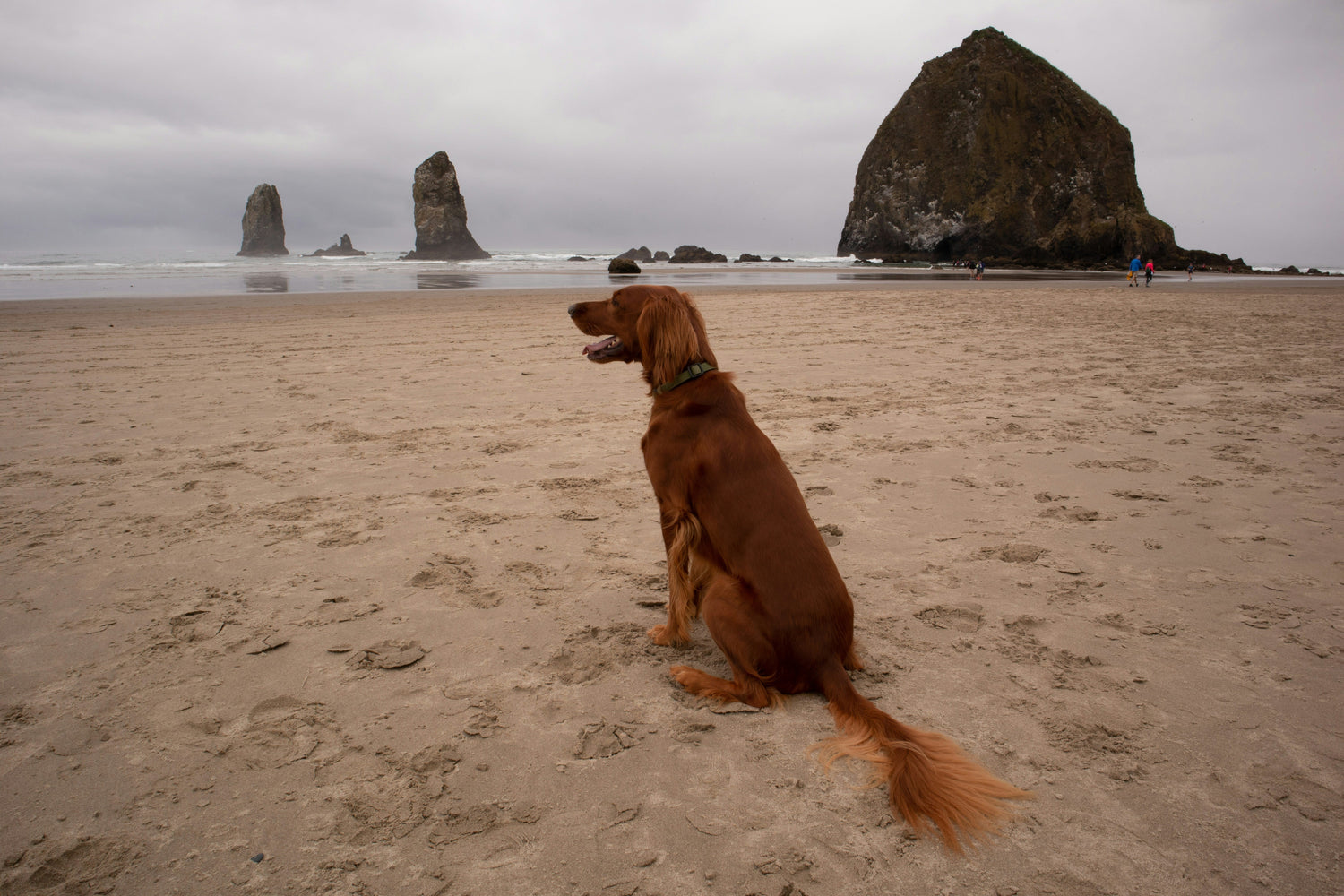 Summer Dog Safety Guide: Pacific Northwest Region