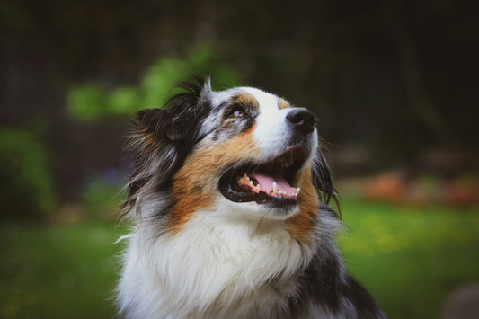 Insect protein and immune health: new research points to anti-inflammatory benefits for dogs