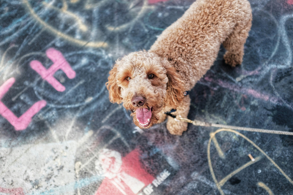 Labradoodle Digestive Problems: Expert Guide to Stomach Issues & Solutions