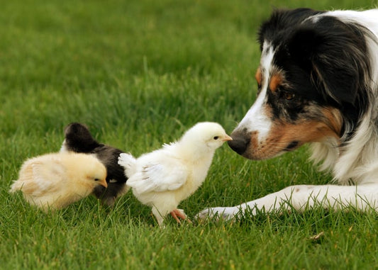 Insect protein vs chicken: what’s best for your dog’s nutrition, health, and the planet?