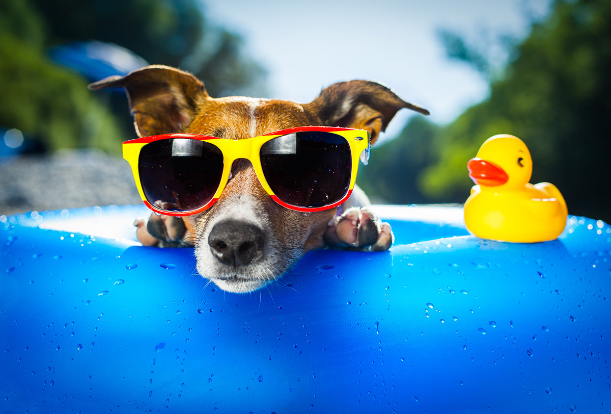 Sustainable Summer Vacation Tips for You and Your Pet