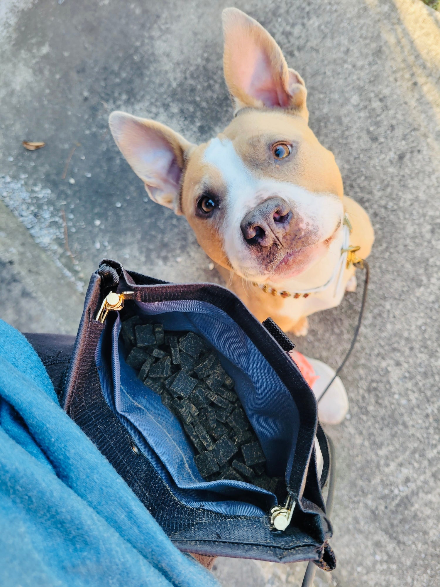 Unlocking Canine Brilliance: Dogs of Any Age Can Learn New Tricks!