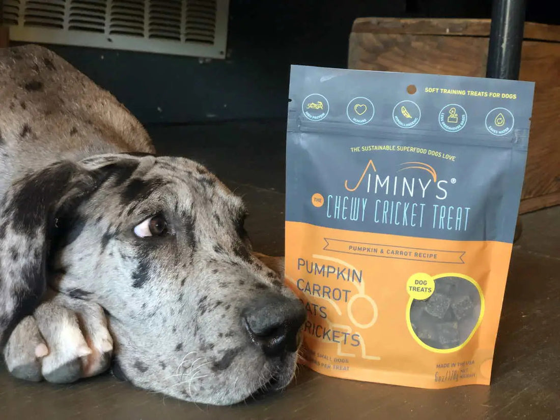 How To Choose A Healthy Treat Your Dog Will Love