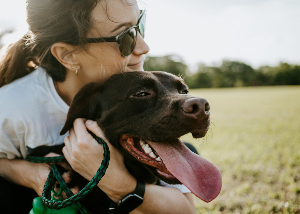 how to know if your dog is happy — and 15 simple ways to make them happier
