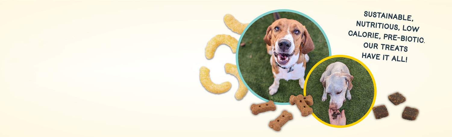 Dog Treats: Dog Biscuits, Training treats & Snacks