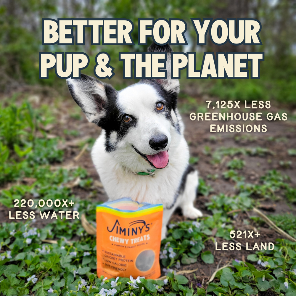 Chewy Treats — Pumpkin & Carrot