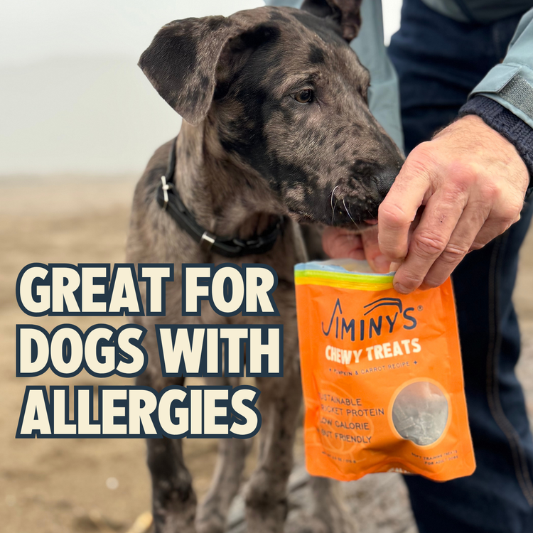 Best Selling Training Treats - Chewy Pumpkin & Carrot – Jiminy's