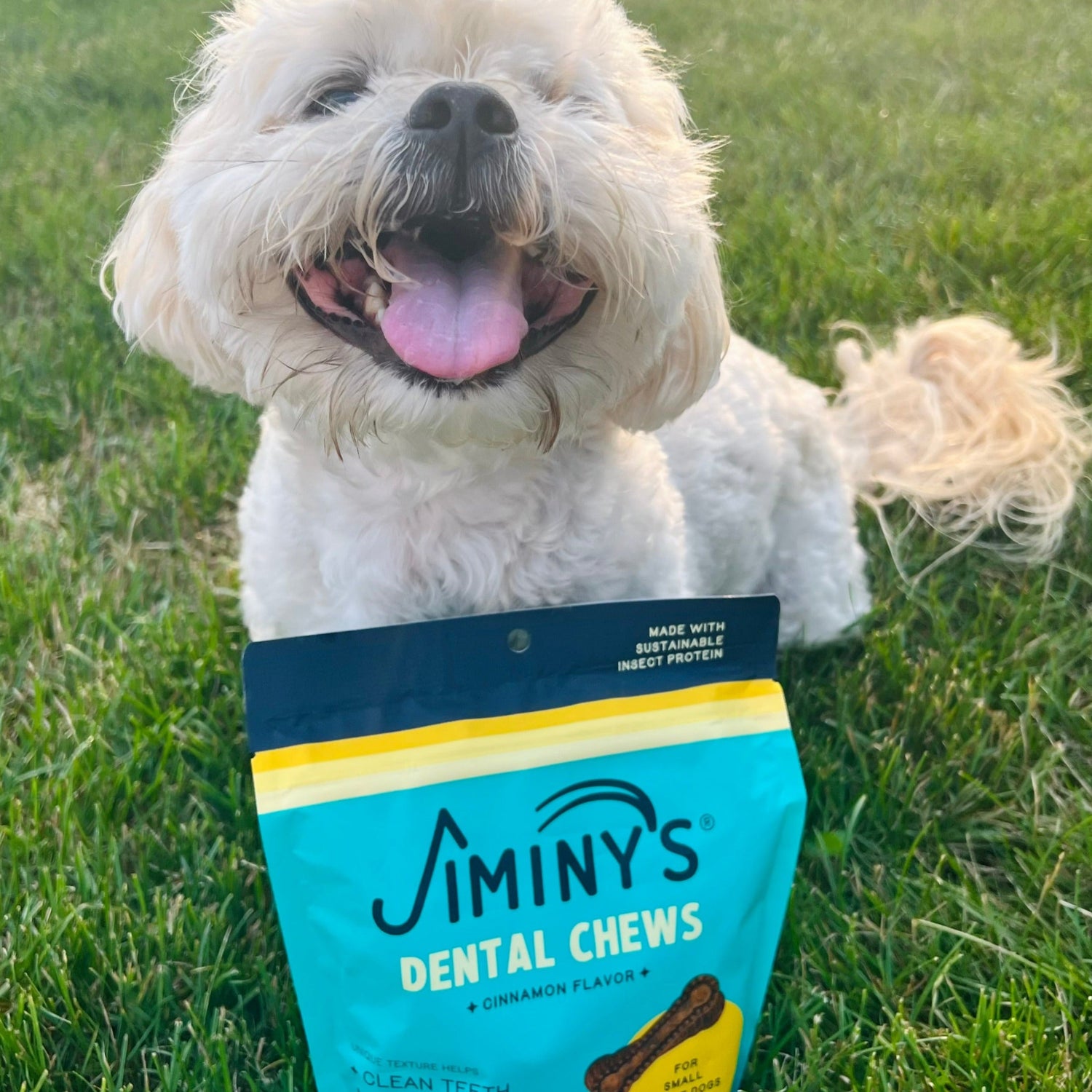 dog with Jiminy's Dog Dental Chews bag