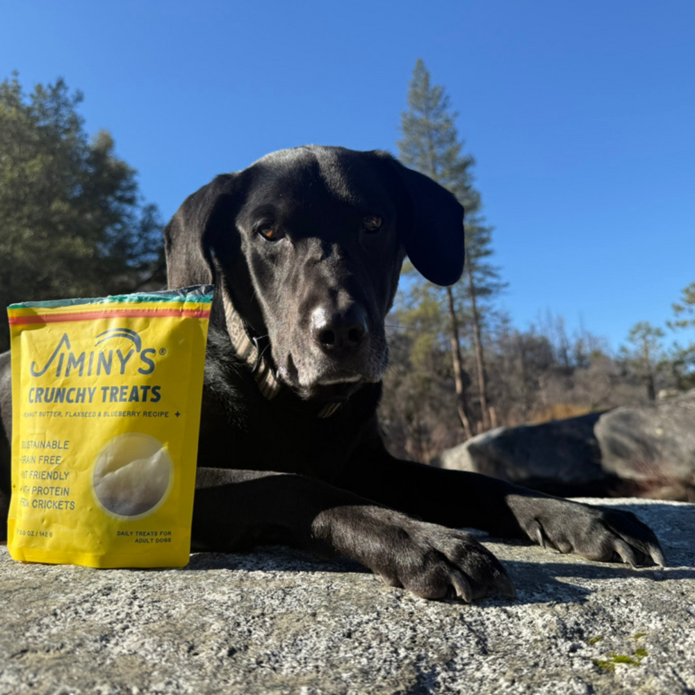 Dog with Crunchy Peanut Butter and Blueberry Dog Treats