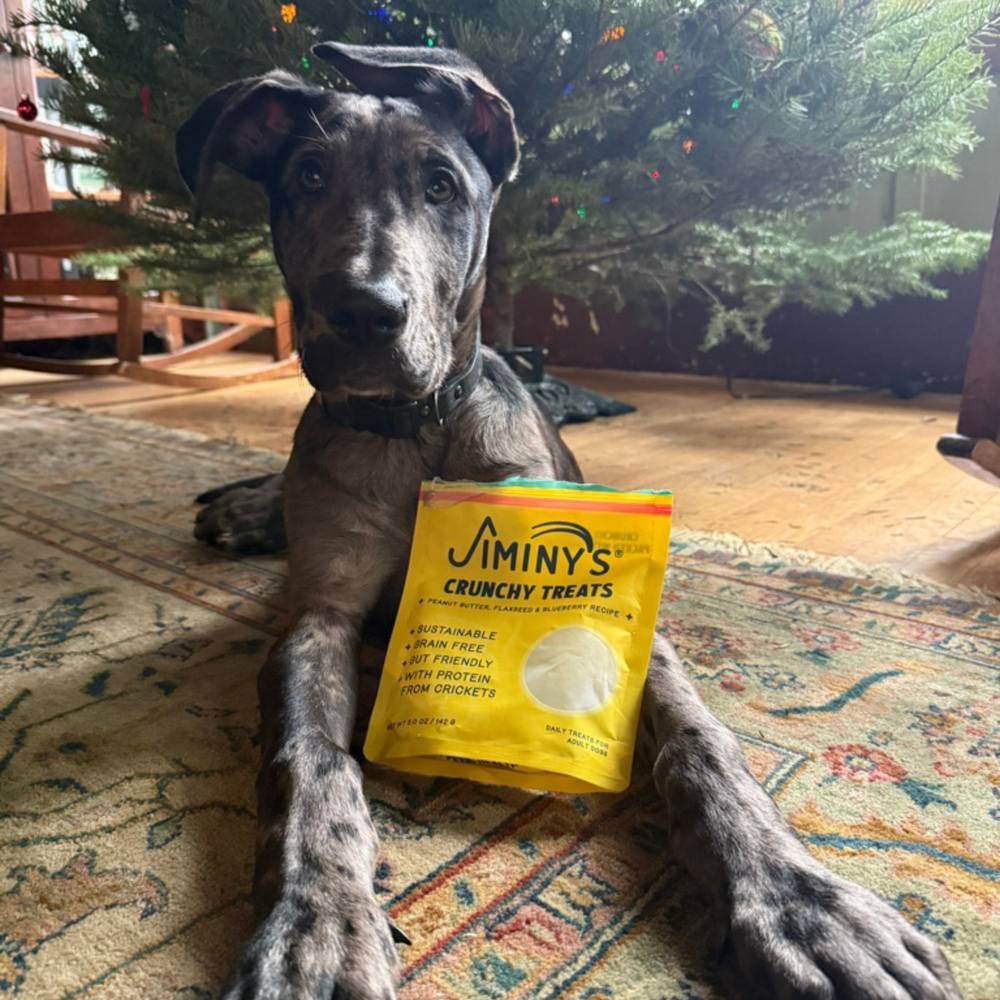 dog with his favorite dog treats, peanut butter and blueberry crunchy cricket cookies