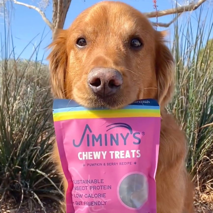 dog with a bag of Pumpkin and Berry Recipe Soft and Chewy Training Treats