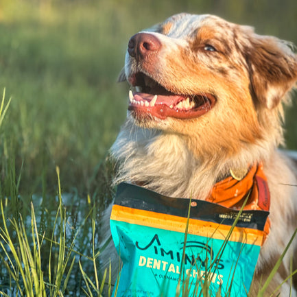 Dog with white teeth sitting with Jiminy's Dental Chews