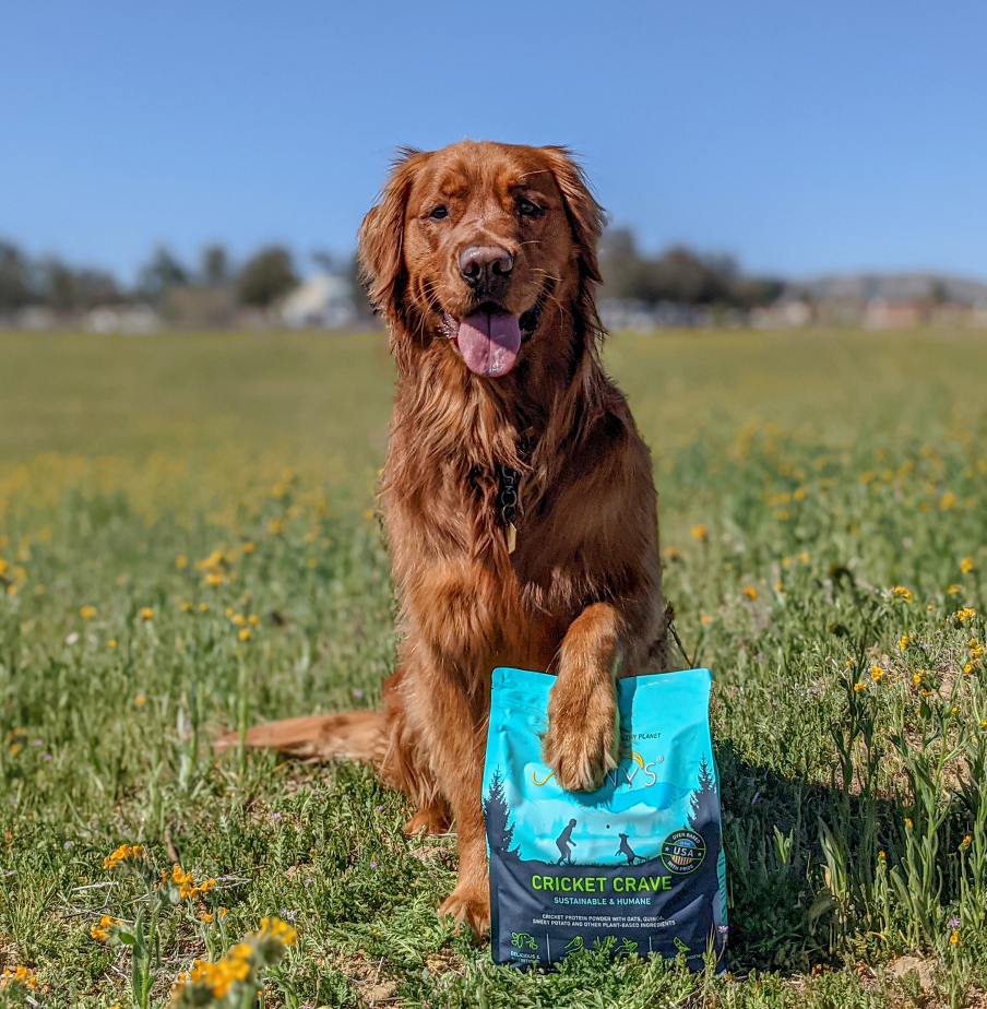 Golden Retriever with Jiminy's Cravin' Cricket sustainable dog food