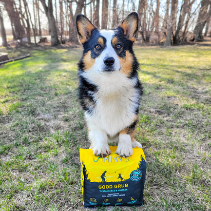 Corgi standing on a bag of Jiminy's Good Grub Dog Food