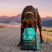 Labrador Retriever eating out of a bag of Jiminy's Cravin' Cricket Dog Food