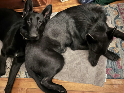 My German Shepherd has allergies to every other food I have tried.