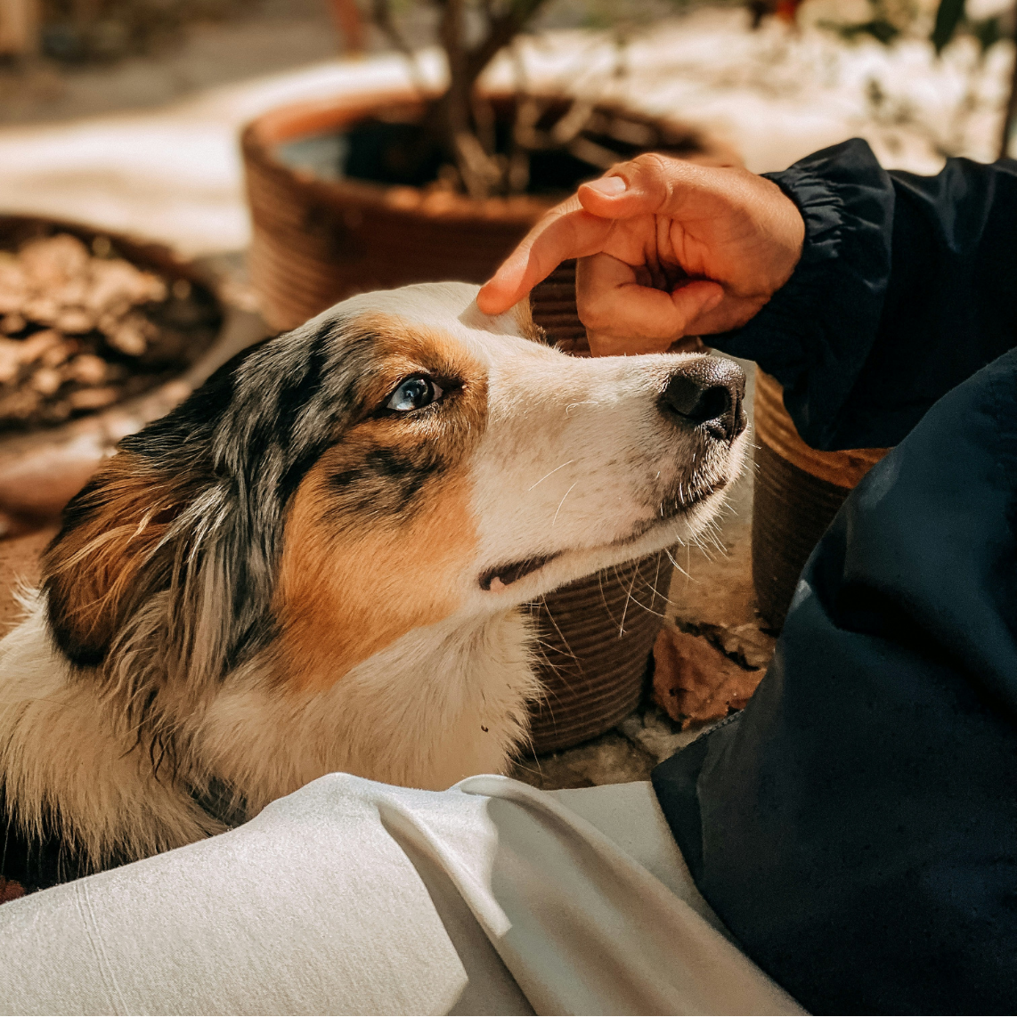 Your dog’s itching
isn’t random