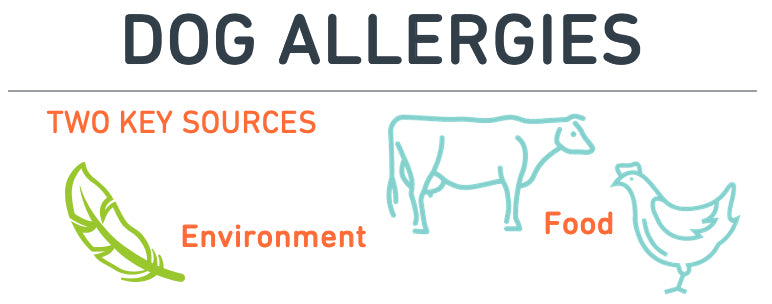 dog allergies graphic showing the two main sources of dog allergies being the enviroment and food