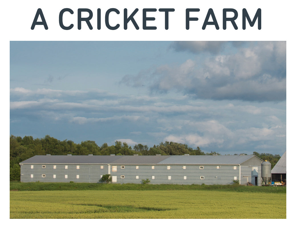 cricket farm where we raise out humane protein