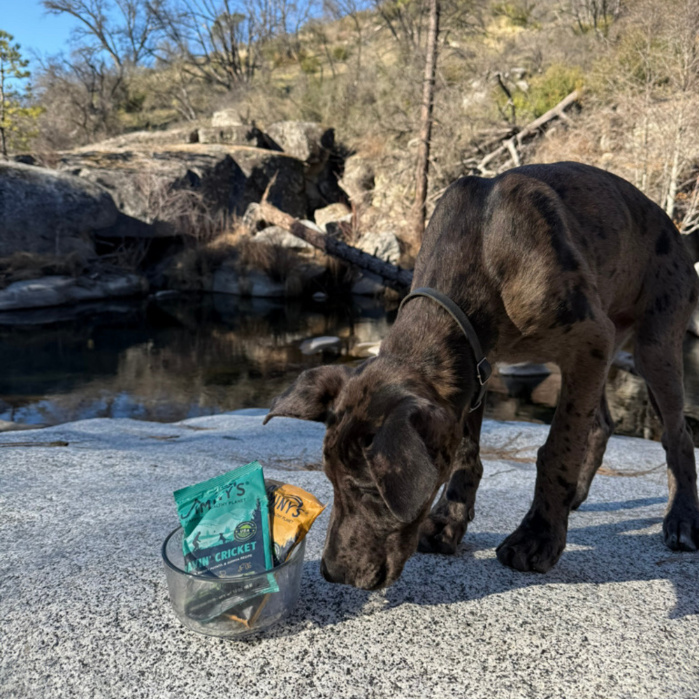 dog with Jiminy's Samples