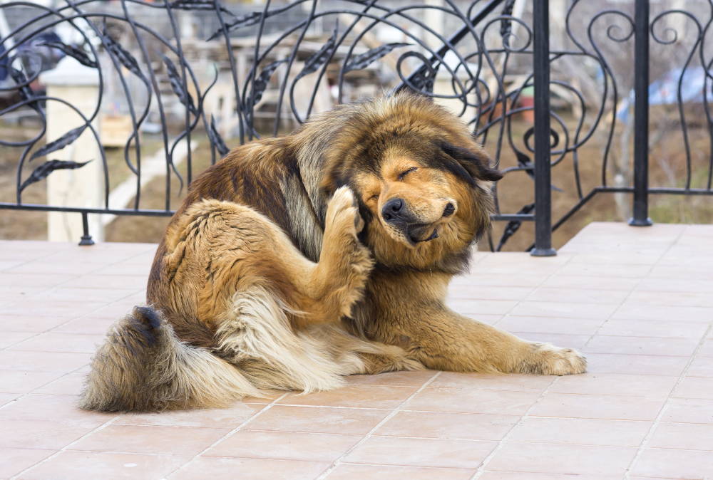 dog with allergies scratching