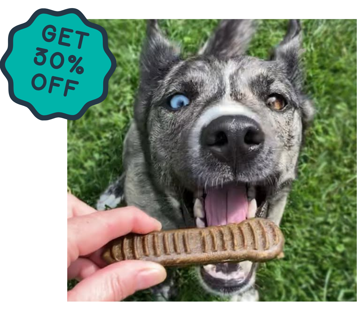 dental chews that<br>actually work