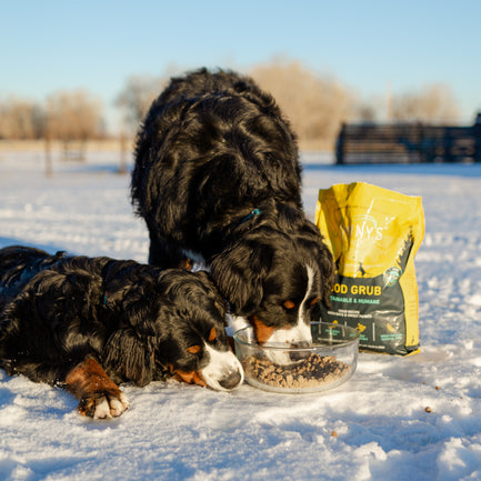 2 dogs sharing good grub dog food